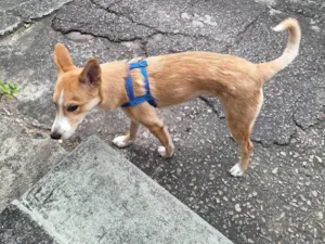 Cachorro raça SRD-ViraLata idade 7 a 11 meses nome Snoop