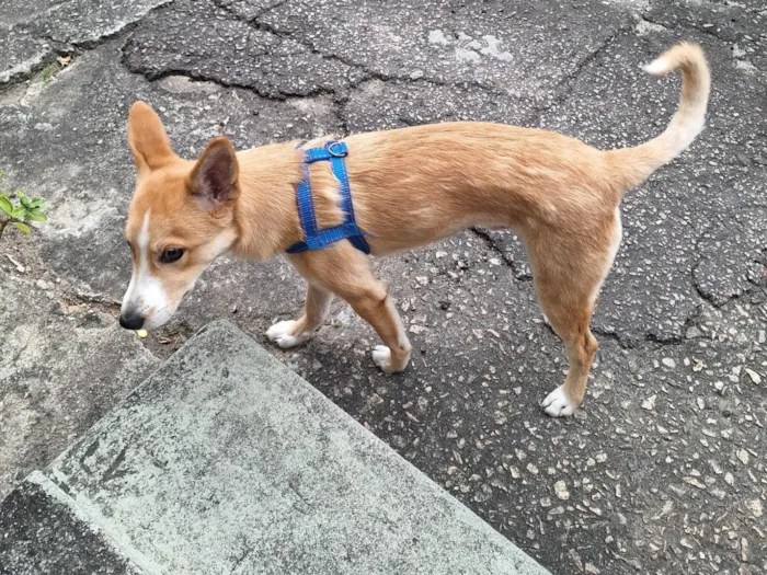 Cachorro ra a SRD-ViraLata idade 7 a 11 meses nome Snoop