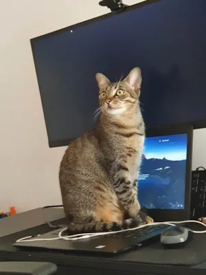 Gato raça SRD-ViraLata idade 4 anos nome Brisa 
