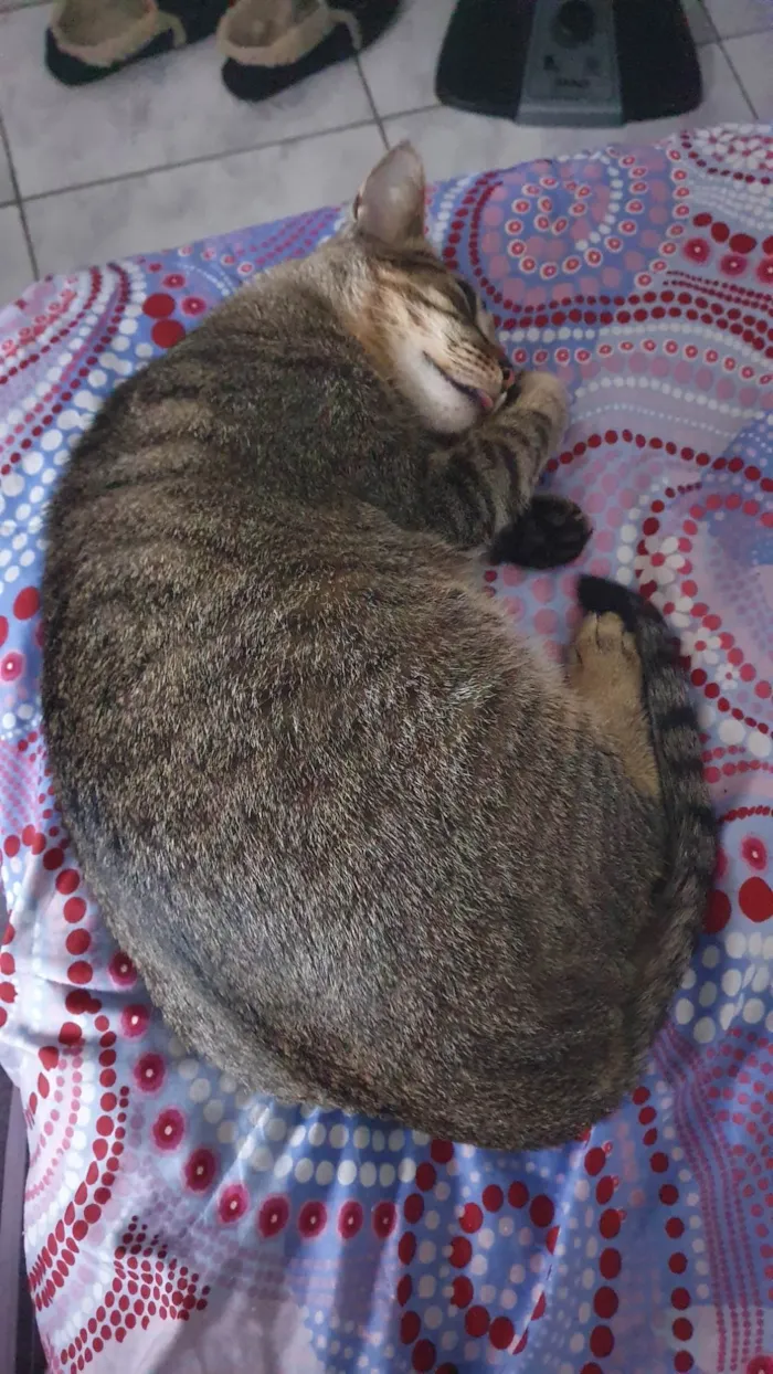 Gato ra a SRD-ViraLata idade 4 anos nome Brisa 