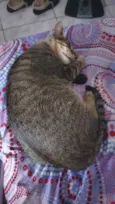 Brisa