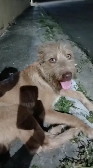 Cachorro raça SRD-ViraLata idade 1 ano nome caramelo