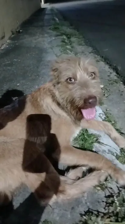 Cachorro raça SRD-ViraLata idade 1 ano nome caramelo