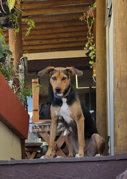 Cachorro raça SRD-ViraLata idade 7 a 11 meses nome Pretinha