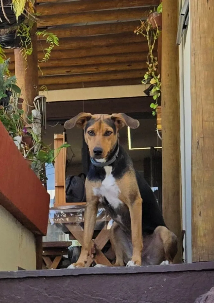Cachorro ra a SRD-ViraLata idade 7 a 11 meses nome Pretinha