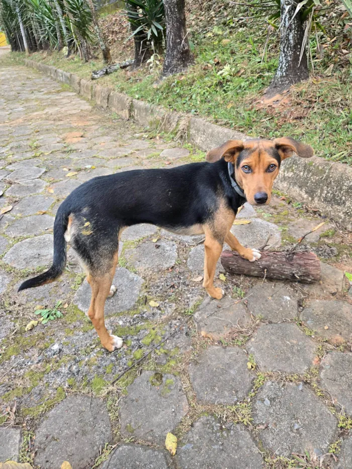 Cachorro ra a SRD-ViraLata idade 7 a 11 meses nome Pretinha