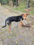 Pretinha
