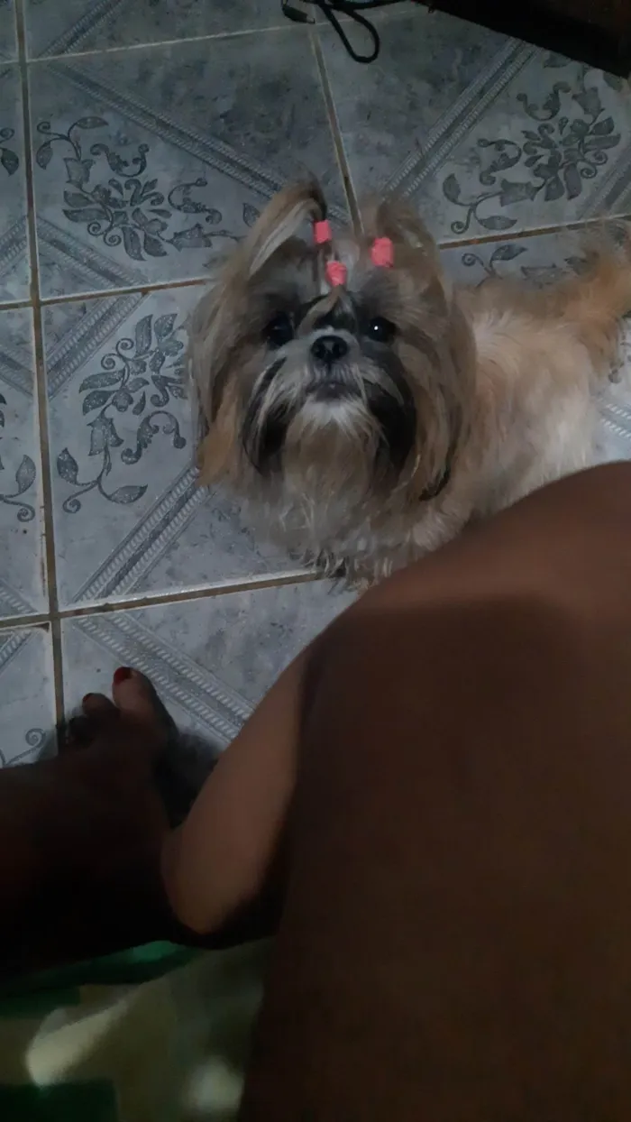 Cachorro ra a Shitzu idade 2 a 6 meses nome Benje, amora e flora