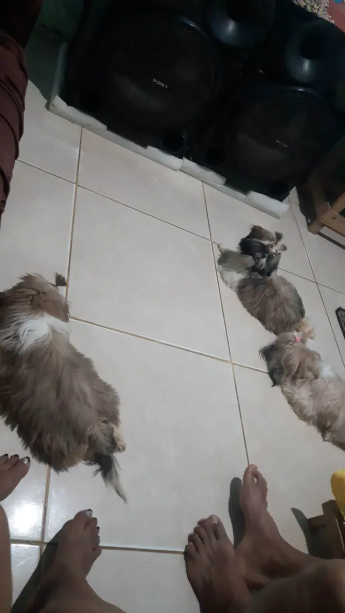 Cachorro ra a Shitzu idade 2 a 6 meses nome Benje, amora e flora