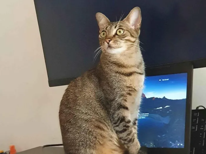 Gato ra a SRD-ViraLata idade 4 anos nome Brisa 