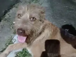 Cachorro raça SRD-ViraLata idade 1 ano nome caramelo