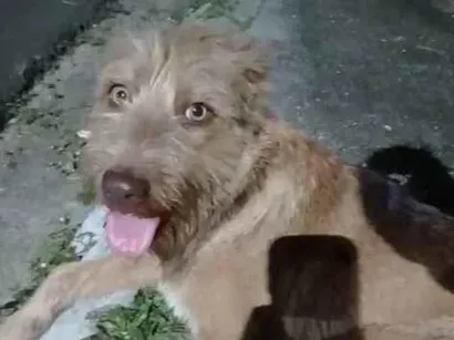 Cachorro raça SRD-ViraLata idade 1 ano nome caramelo