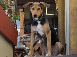 Cachorro raça SRD-ViraLata idade 7 a 11 meses nome Pretinha