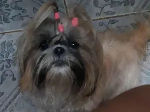 Cachorro raça Shitzu idade 2 a 6 meses nome Benje, amora e flora