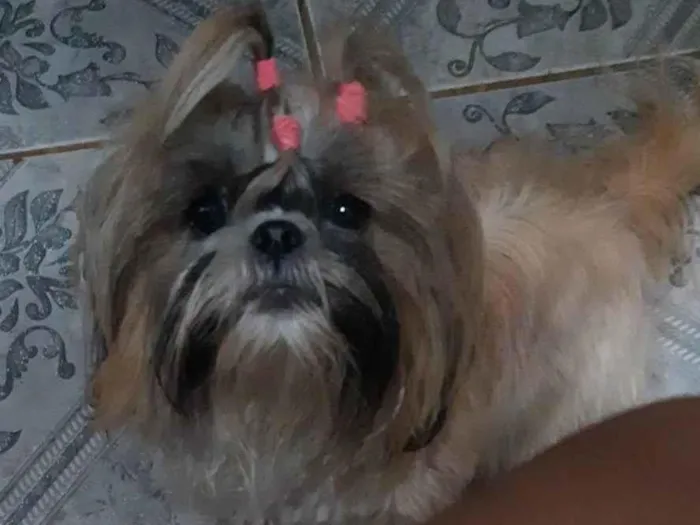 Cachorro ra a Shitzu idade 2 a 6 meses nome Benje, amora e flora