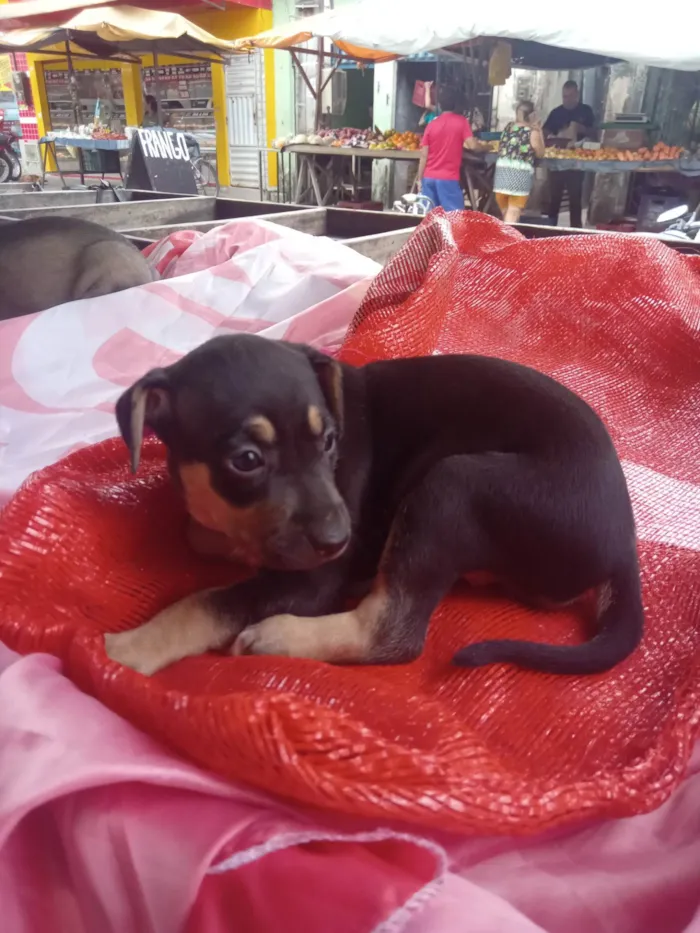 Cachorro ra a SRD-ViraLata idade 2 a 6 meses nome Lupe