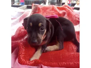 Cachorro raça SRD-ViraLata idade 2 a 6 meses nome Fofura 