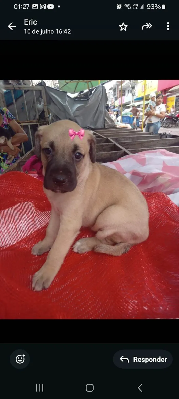 Cachorro ra a SRD-ViraLata idade 2 a 6 meses nome Luna