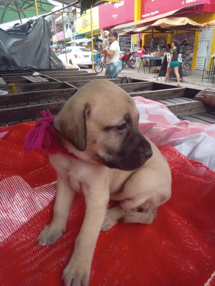 Cachorro ra a SRD-ViraLata idade 2 a 6 meses nome Luna