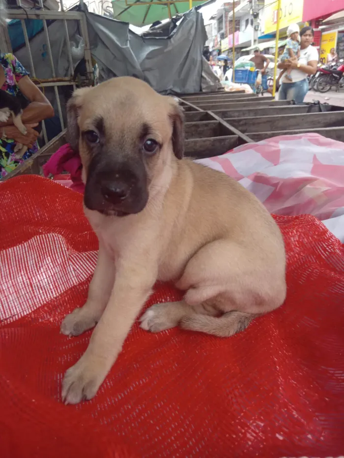 Cachorro ra a SRD-ViraLata idade 2 a 6 meses nome Luna