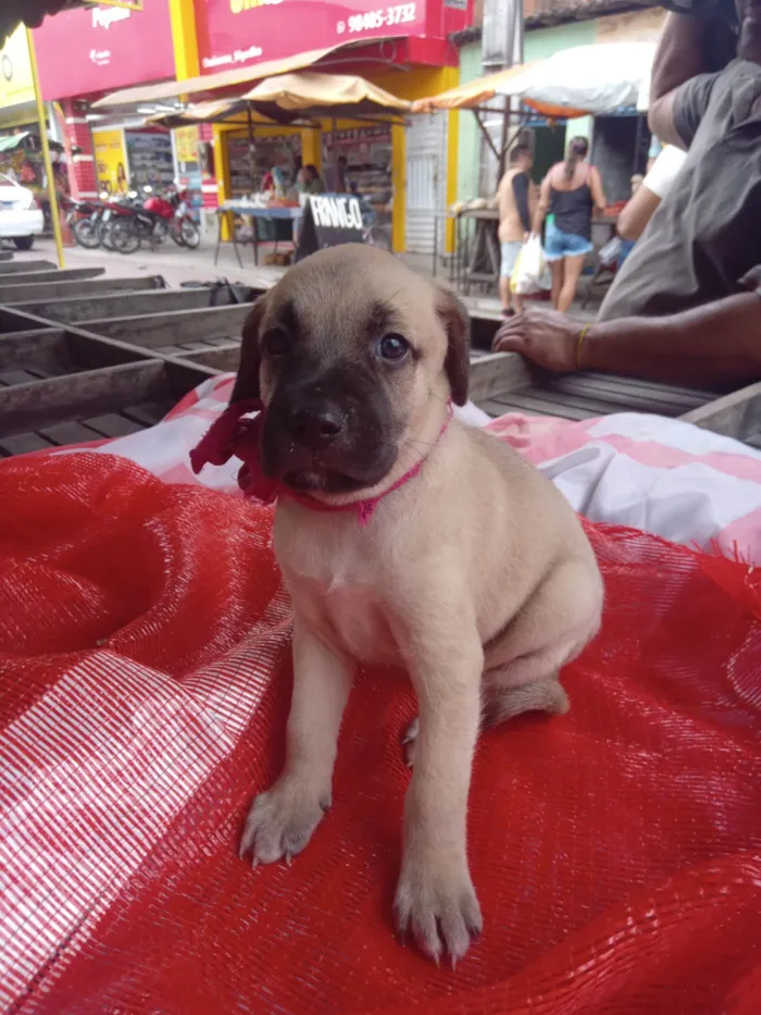 Cachorro ra a SRD-ViraLata idade 2 a 6 meses nome Luna