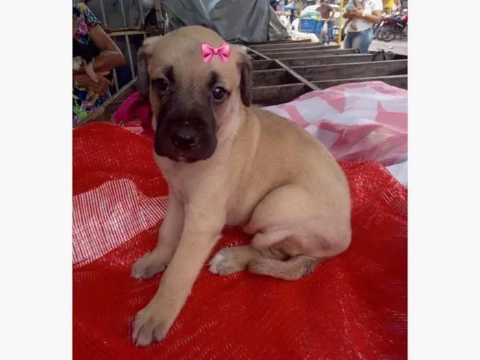Cachorro ra a SRD-ViraLata idade 2 a 6 meses nome Luna