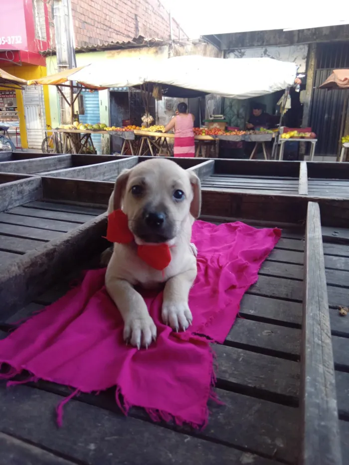 Cachorro ra a SRD-ViraLata idade 2 a 6 meses nome Zaza