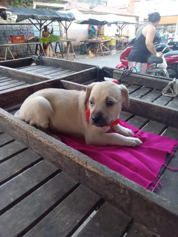 Cachorro ra a SRD-ViraLata idade 2 a 6 meses nome Zaza