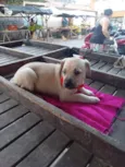 Zaza