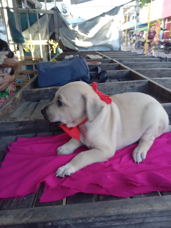 Cachorro ra a SRD-ViraLata idade 2 a 6 meses nome Zaza