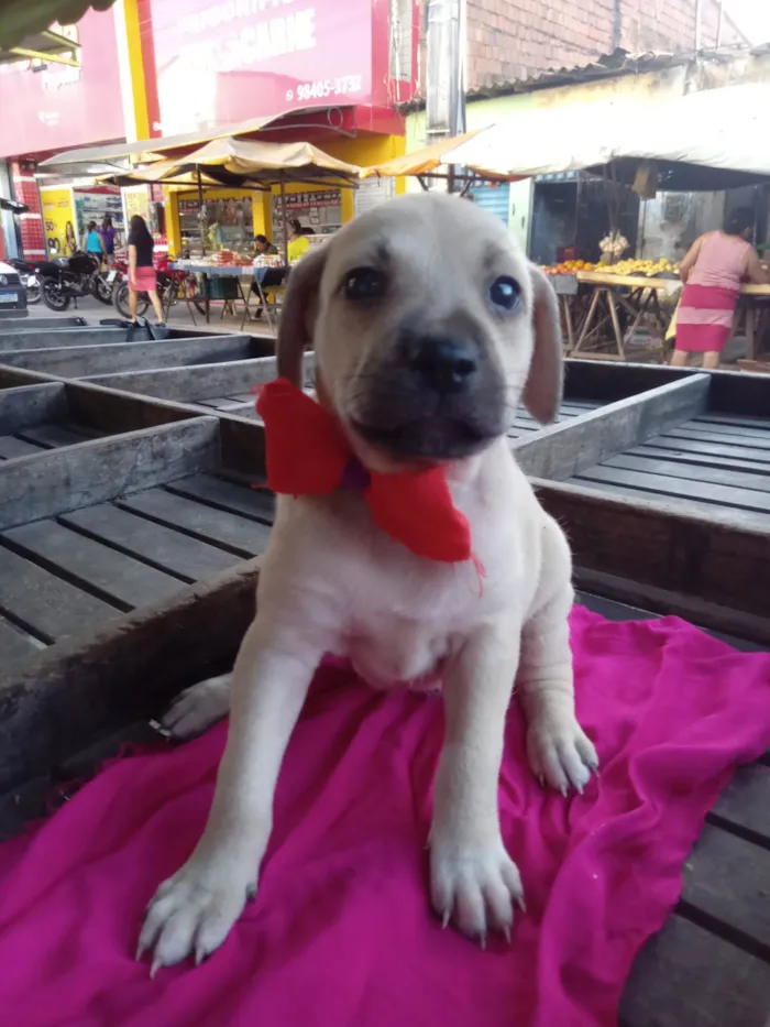 Cachorro ra a SRD-ViraLata idade 2 a 6 meses nome Zaza