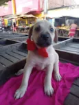 Zaza