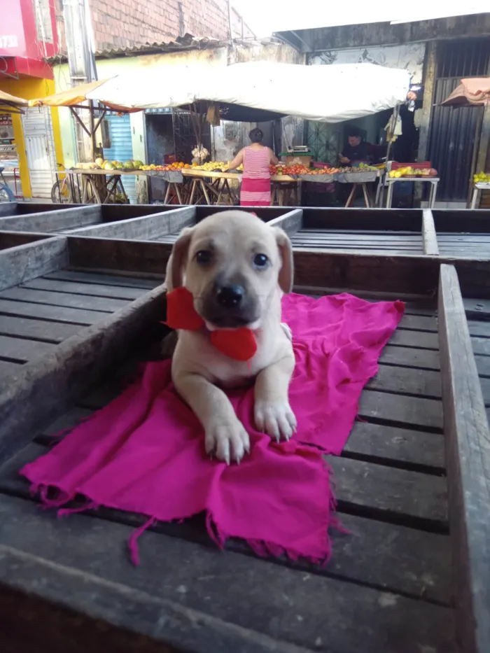 Cachorro ra a SRD-ViraLata idade 2 a 6 meses nome Zaza