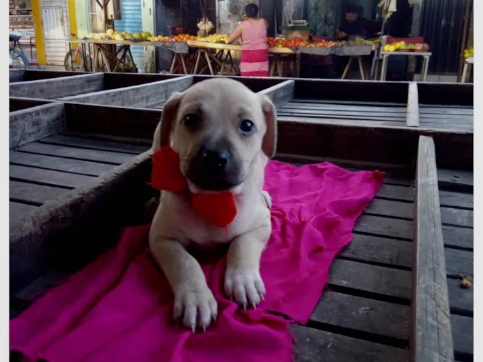 Cachorro ra a SRD-ViraLata idade 2 a 6 meses nome Zaza