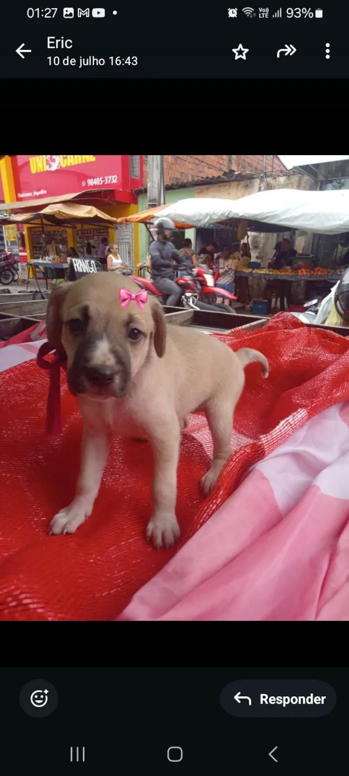 Cachorro ra a SRD-ViraLata idade Abaixo de 2 meses nome Linda 