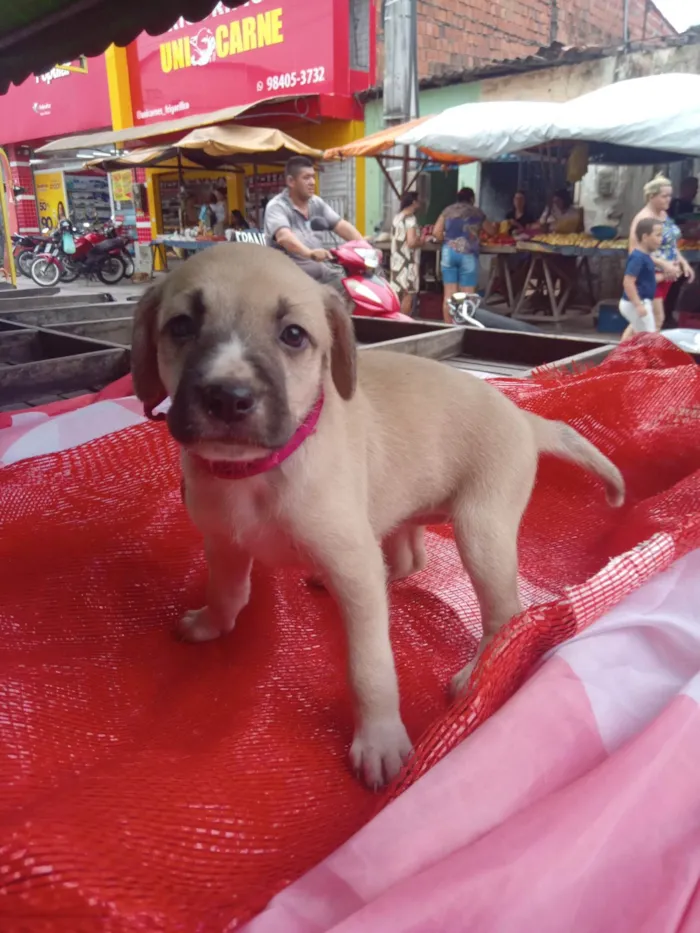 Cachorro ra a SRD-ViraLata idade Abaixo de 2 meses nome Nani