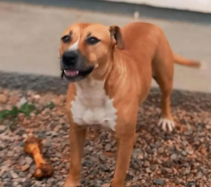Cachorro ra a Pit-Bull idade 5 anos nome Amora