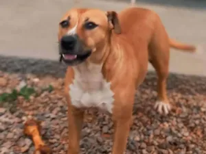 Cachorro raça Pit-Bull idade 5 anos nome Amora