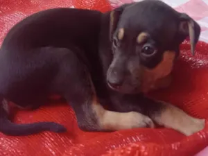 Cachorro raça SRD-ViraLata idade 2 a 6 meses nome Lupe
