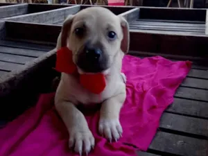 Cachorro raça SRD-ViraLata idade 2 a 6 meses nome Zaza