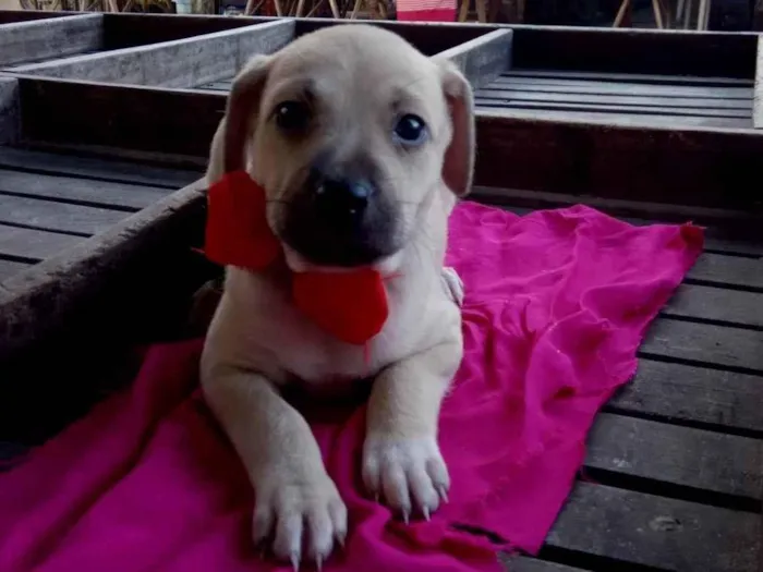 Cachorro ra a SRD-ViraLata idade 2 a 6 meses nome Zaza
