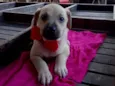 Zaza