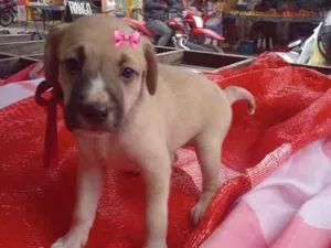 Cachorro raça SRD-ViraLata idade Abaixo de 2 meses nome Linda 