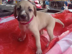 Cachorro raça SRD-ViraLata idade Abaixo de 2 meses nome Nani