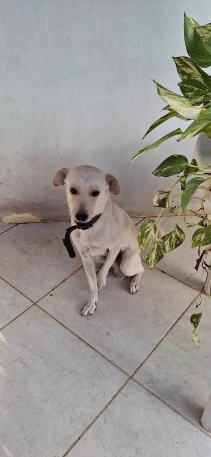 Cachorro ra a SRD-ViraLata idade 4 anos nome Gin