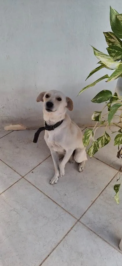 Cachorro ra a SRD-ViraLata idade 4 anos nome Gin