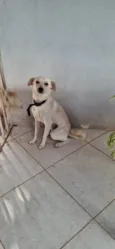 Gin