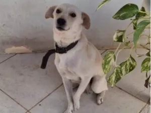 Cachorro raça SRD-ViraLata idade 4 anos nome Gin