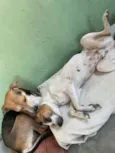 Belinha e eva