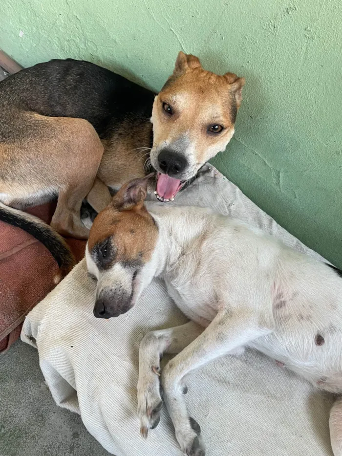Cachorro ra a SRD-ViraLata idade 5 anos nome Belinha e eva